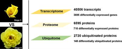 Integrative analysis of transcriptome, proteome, and ubiquitome changes during rose petal abscission